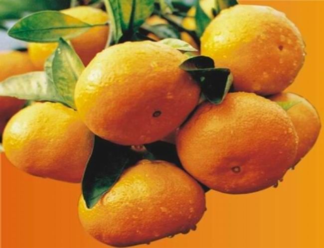 Small sugar tangerine oranges for sale