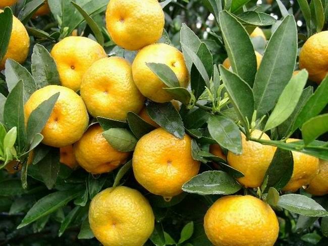 Fresh juicy cuties mandarin oranges