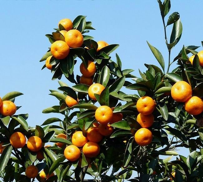 Agriculture sugar nanfeng mandarin orange on sale 