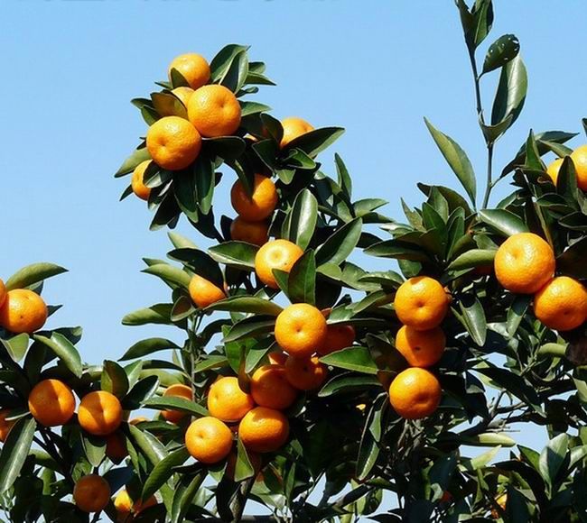 Sweet fresh nanfeng oranges wholesale