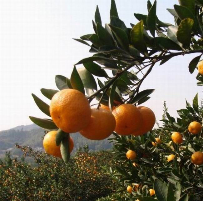 Fresh sweet tangerine mandarin orange