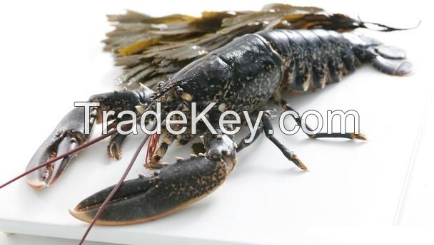 Frozen lobster, Ribbon fish, mixed fish