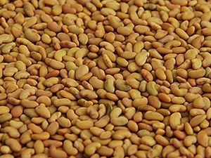 Alfalfa Seeds (Medicago sativa or Lucerne)