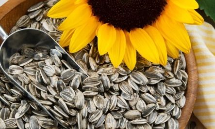 sunflower seeds kernels