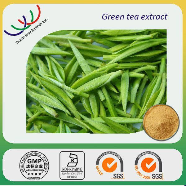 free sample GMP factory 100% natural Catechins polyphenols EGCG green tea extract