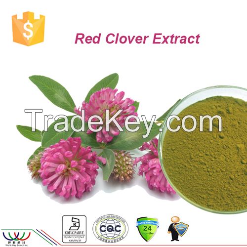 free sample high quality 100% natural HPLC 2.5% 8% 20% 40% biochanins red clover P.E