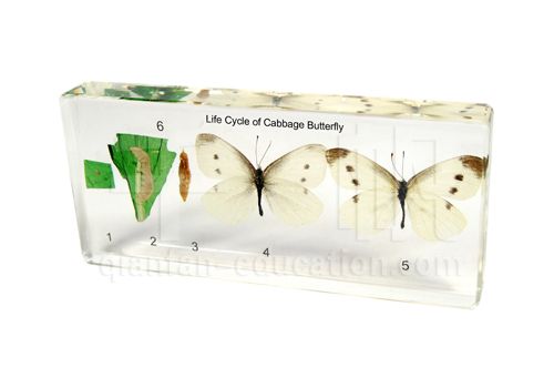 Qianfan 1606 Life Cycle of Cabbage Butterfly Educational Embedded Specimen Preserved Block Acrylic