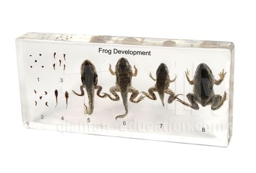 1601 Qianfan Frog Development in Acrylic Block Educational Embedded Specimen