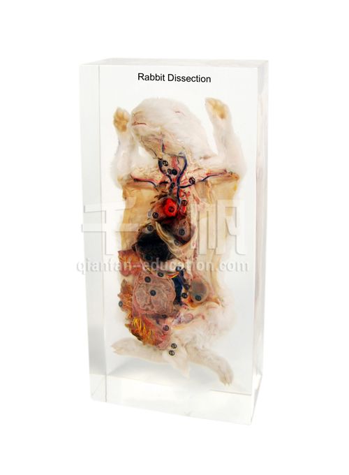 Qianfan Rabbit Dissection Educational Polyesin Specimen 1205 Real Nature Savety Preserved Forever 