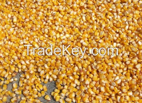 Yellow Corn / Organic / Non GMO