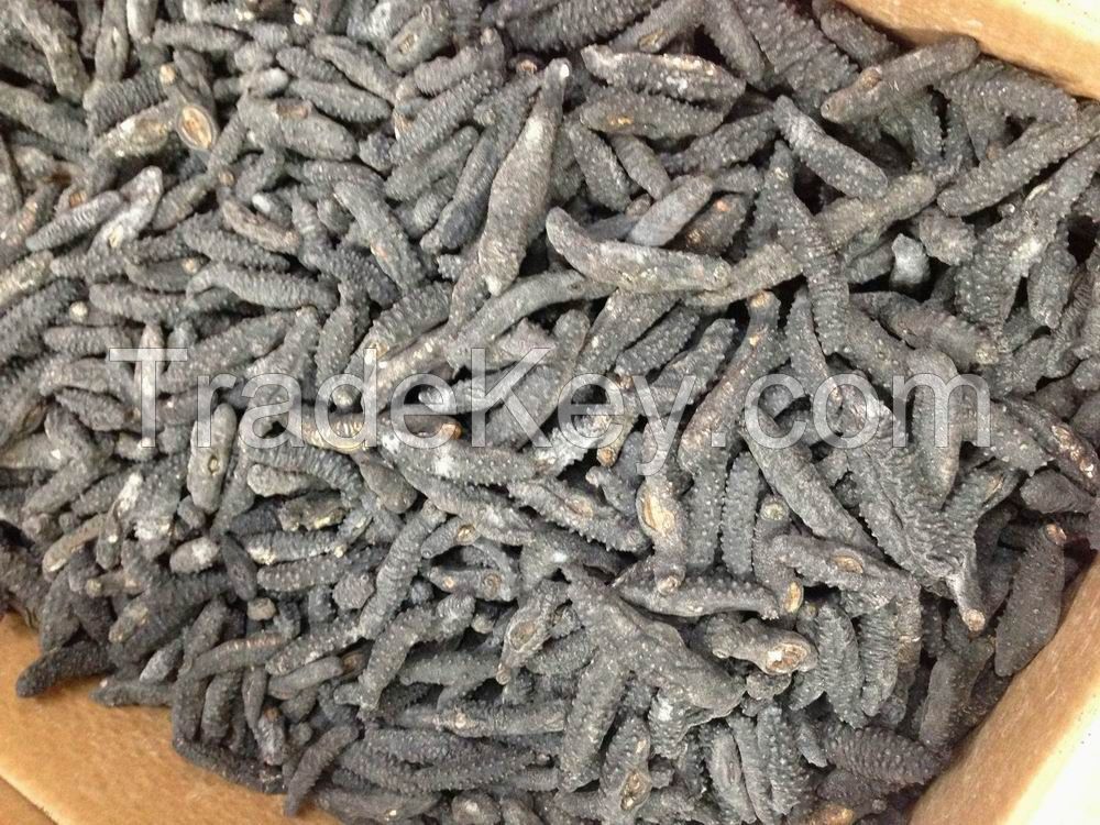 Dried Sea Cucumber Available For Sale