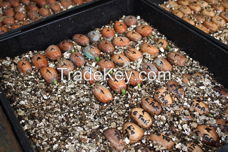 Encephalartos cycad seeds for sale By ALDA HOLDINGS PTY ...