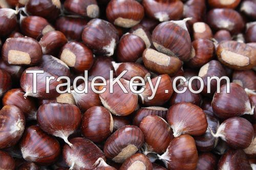 Fresh Chestnuts / Raw Chestnuts / Dried Chestnut