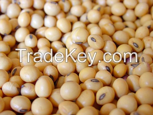 Factory price Non GMO Soybean, for animal feed, oil producion etc