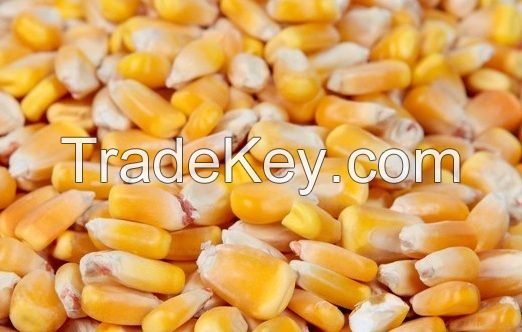 Maize, corn, yellow corn, white maize top deal at factory prices