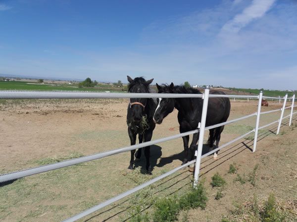 Electric Fence Poly Tape