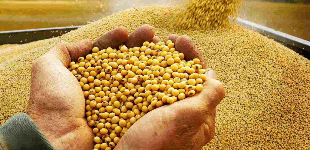 Company sell and deliver the order of 100, 000 tons of non-GMO soybeans
