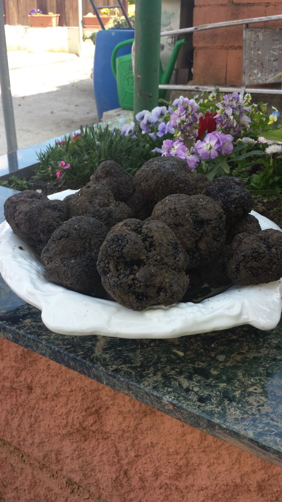 Fresh Black Truffle selected HIGH QUALITY by KING TRUFFLE