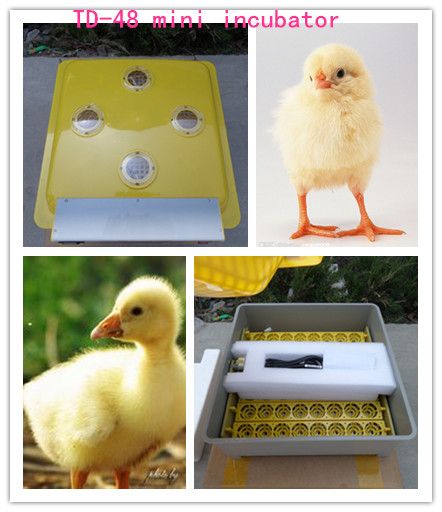 2014 new desgin tongda brand 48 eggs mini incubators made in china