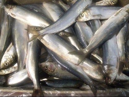 Atlantic herring