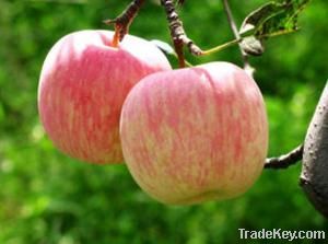 Fresh Fuji Apple