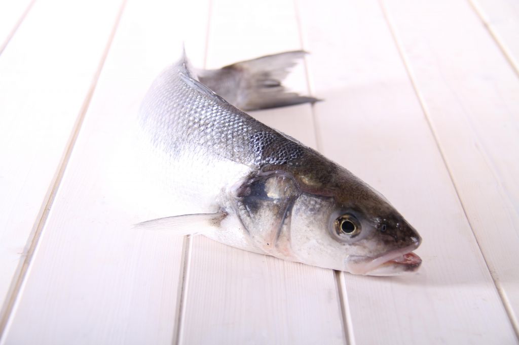Sea Bass - dicentrarchus labrax