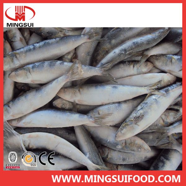 Supply good price fresh frozen sardine fish whole round