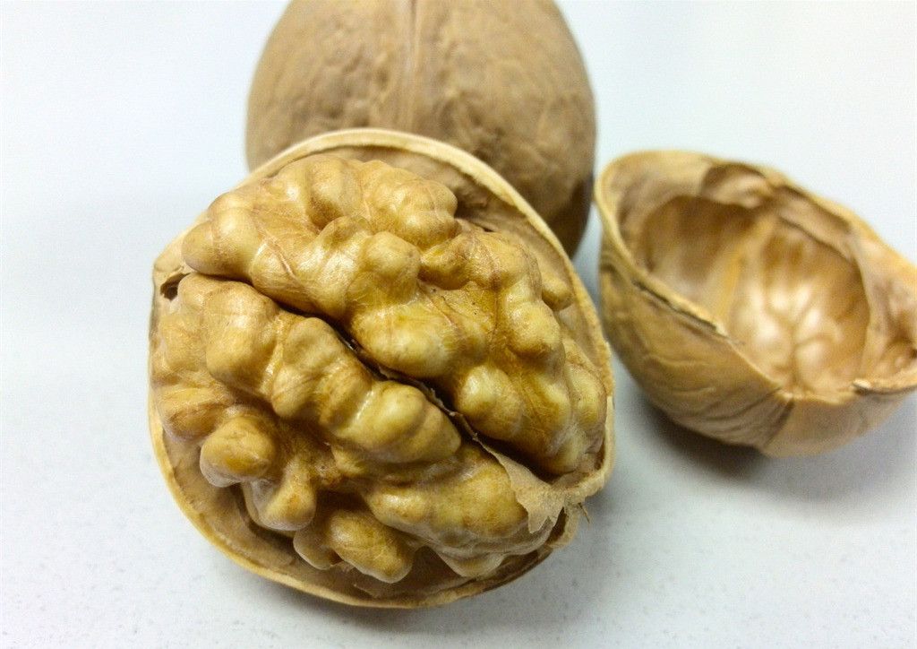 walnut