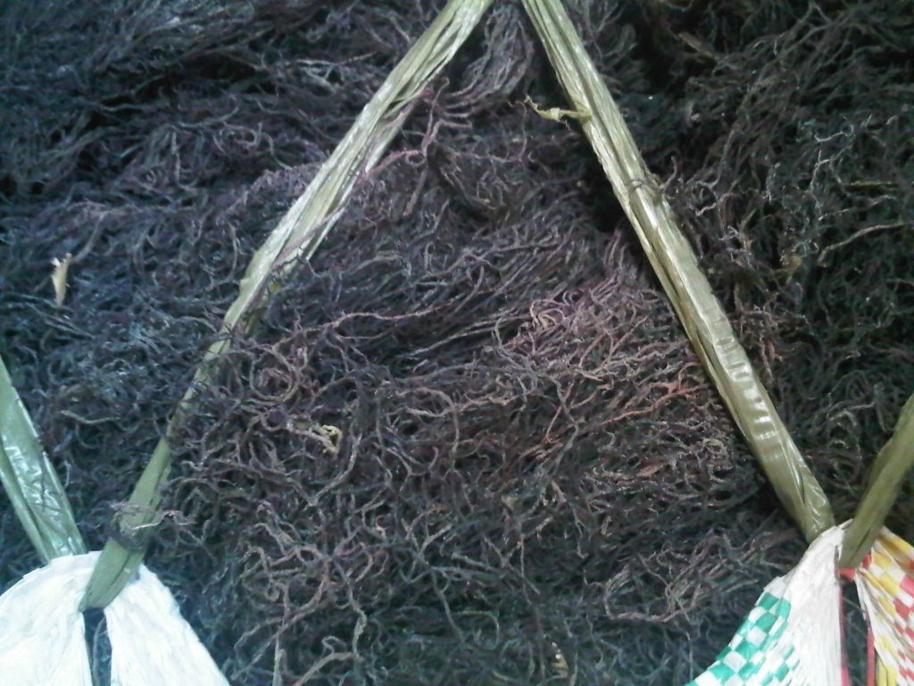 dried gracilaria seaweed