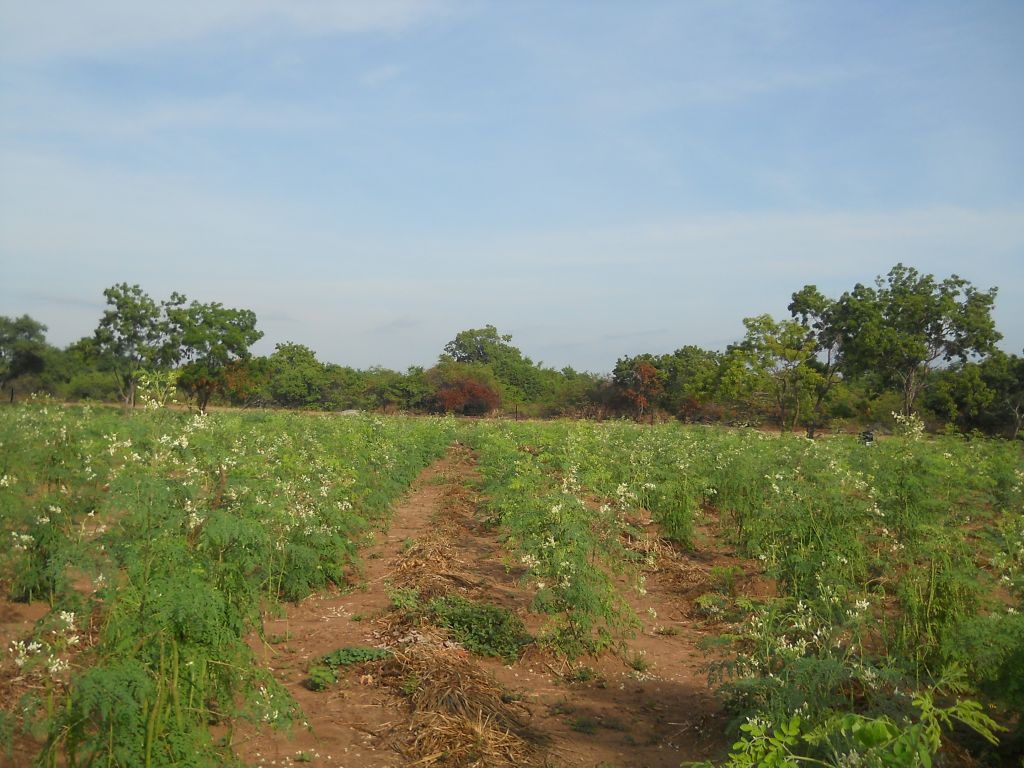 Moringa