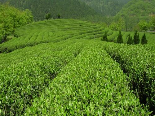 100% Natural 40%-98% Tea Polyphenols Green Tea Extract