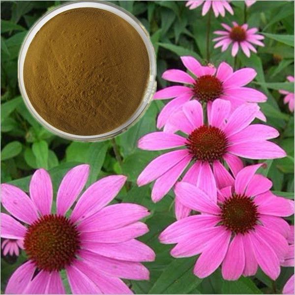 HHHerb 100% natural 4% polyphenols echinacea extract