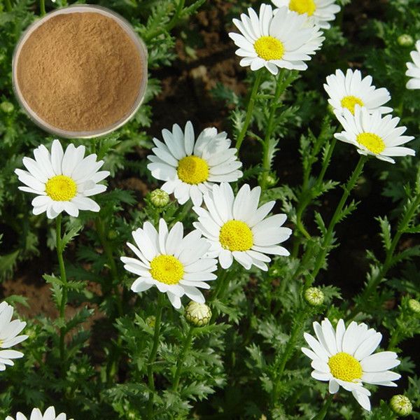 HHerb 0.8% parthenolide feverfew extract powder