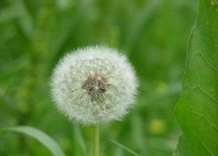 Dandelion Extract