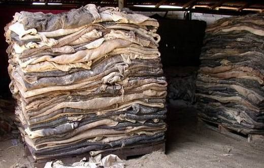 Wet Salted Cow Skin / Dry Salted Cow skin