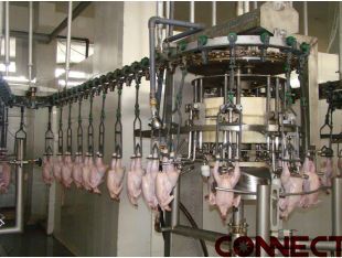 Connect Poultry Processing Equipment/Evisceration/Vent cutter