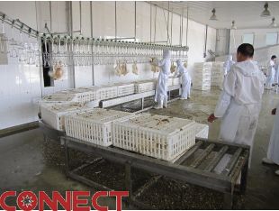 Connect Poultry Processing Equipment/ bird reception/Crates drawer system