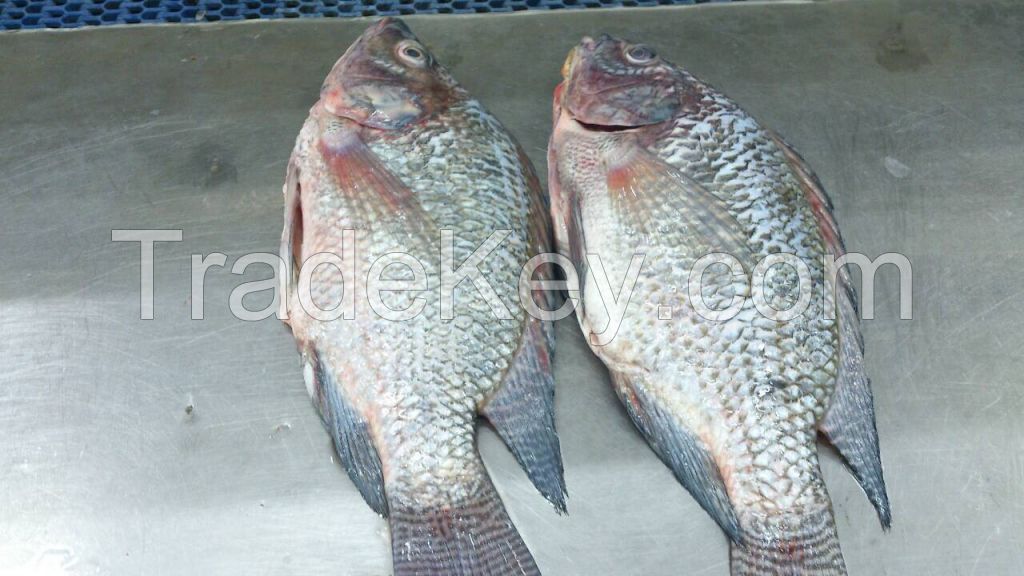 Rohu and Tilapia