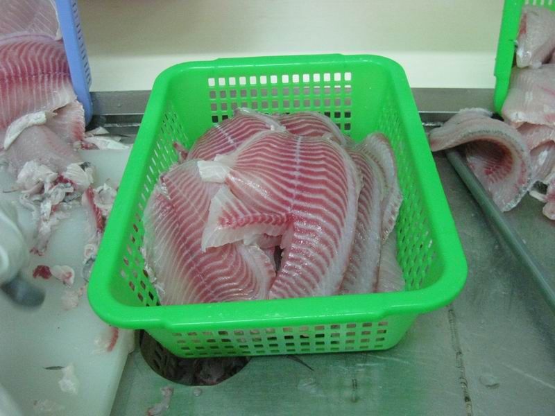 Frozen Tilapia whole round