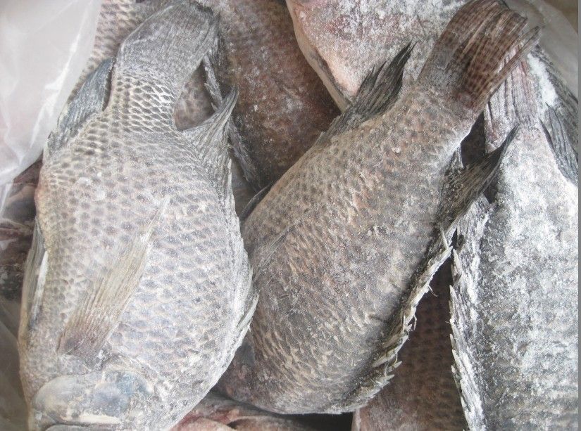 Frozen Tilapia Gutted and Scaled