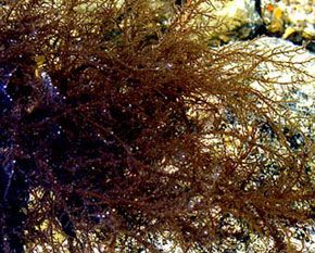 HYPNEA