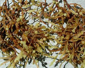 SARGASSUM SEAWEED