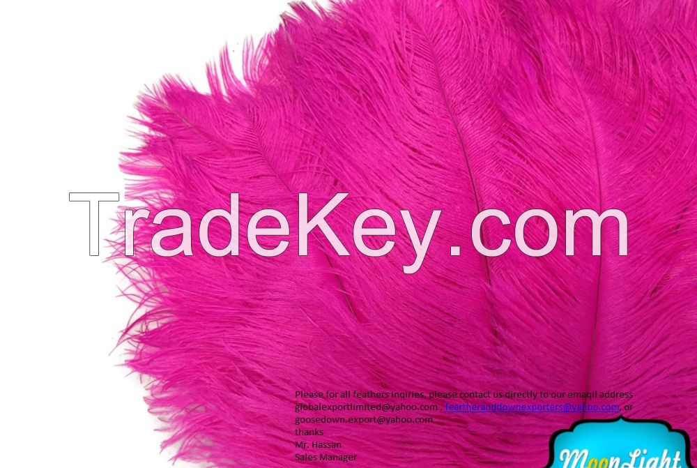 Ostrich Feathers