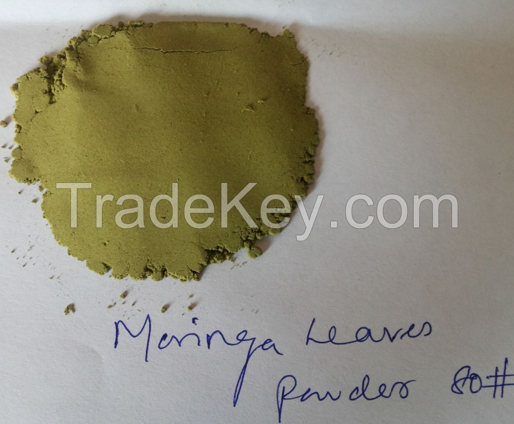 Moringa oleifera Powder 80, 100 Mesh