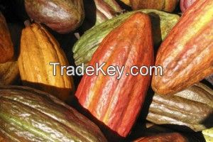 Cocoa Seed Extract (Theobromine 10-40%)