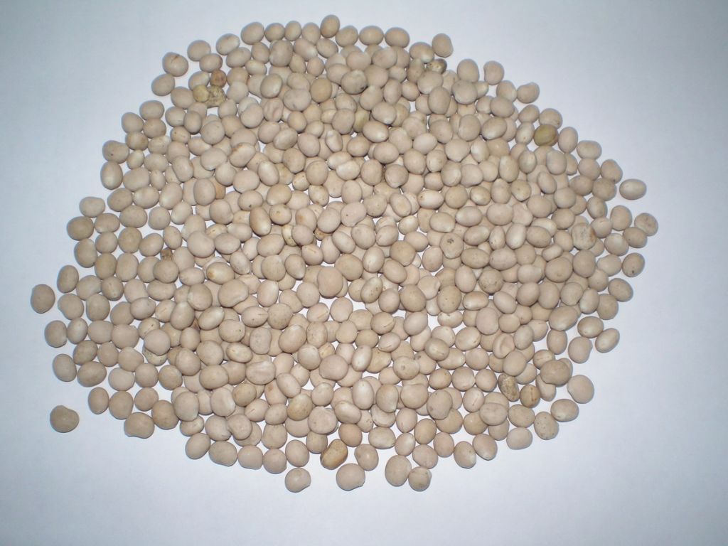 lupine (lupinus, north soybean), corn
