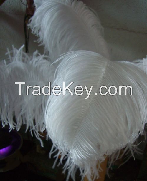 Ostrich Feathers