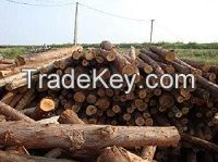 Raw acacia wood