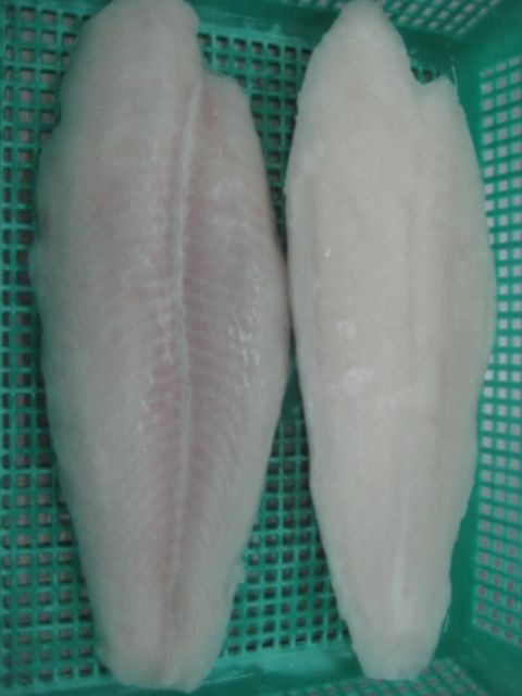 Pangasius 