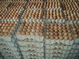 Available Thai quality chicken table egg